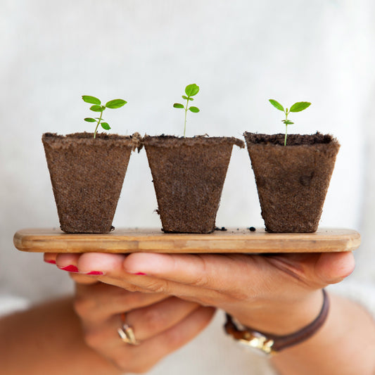 Seedlings, part of a sustainable forestry management protocol